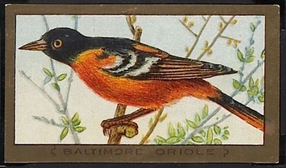 53 Baltimore Oriole